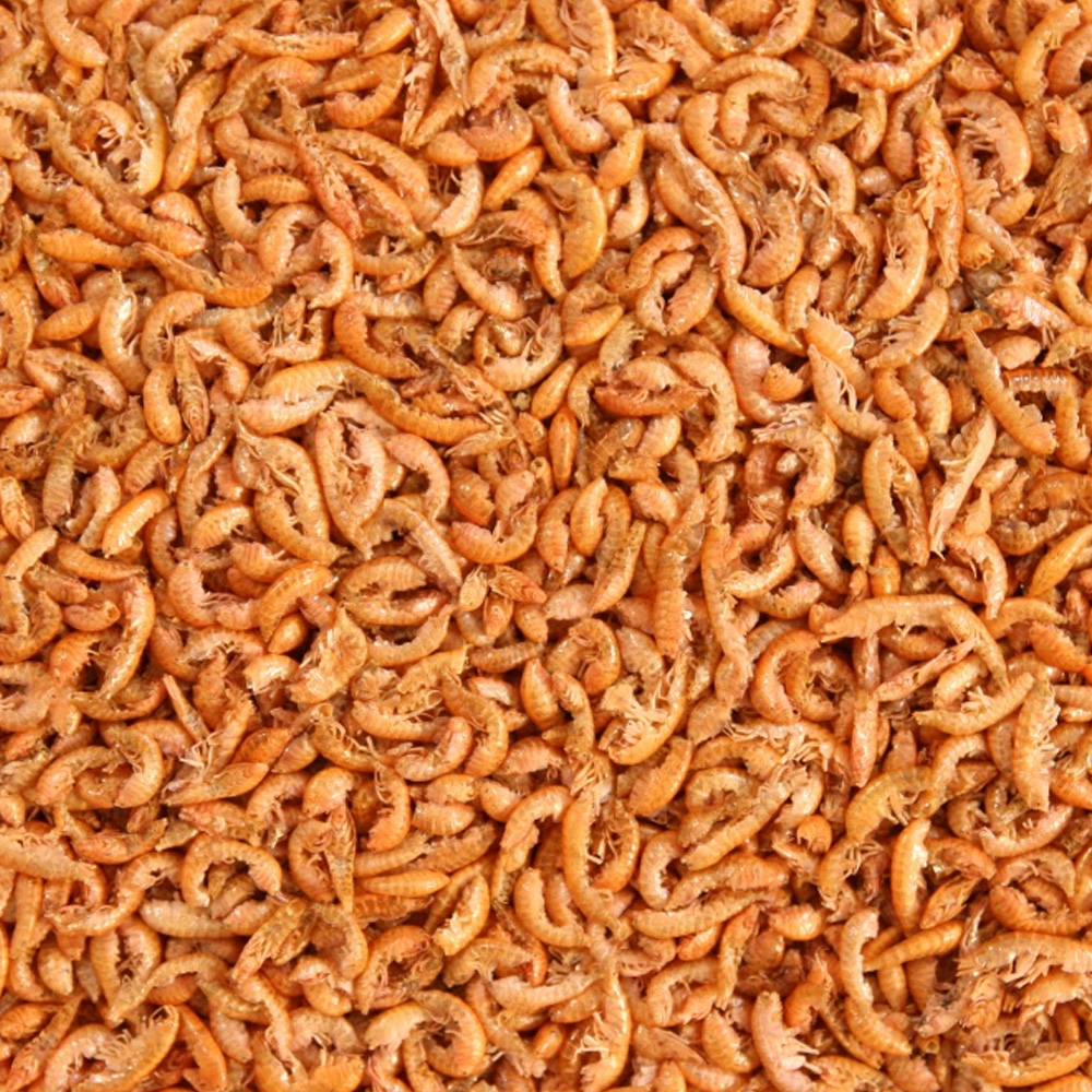 Suszony Kiełż Syberyjski Gammarus 500g Pokarm dla Ryb Żółwi Gadów Ptaków